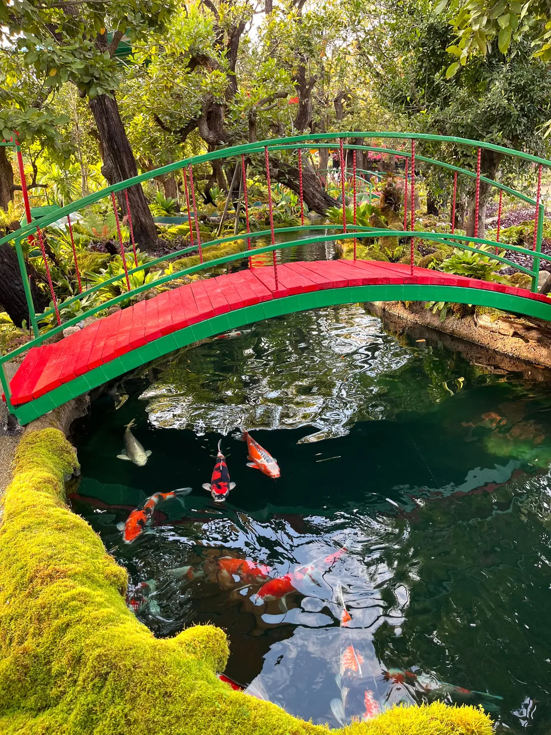สะพานโค้งโครงเขียวพื้นแดงพาดข้ามบ่อ ปลาคาร์ปหลายตัวว่ายอยู่ในน้ำสีเขียวใต้สะพาน ขอบบ่อคลุมด้วยมอสส์